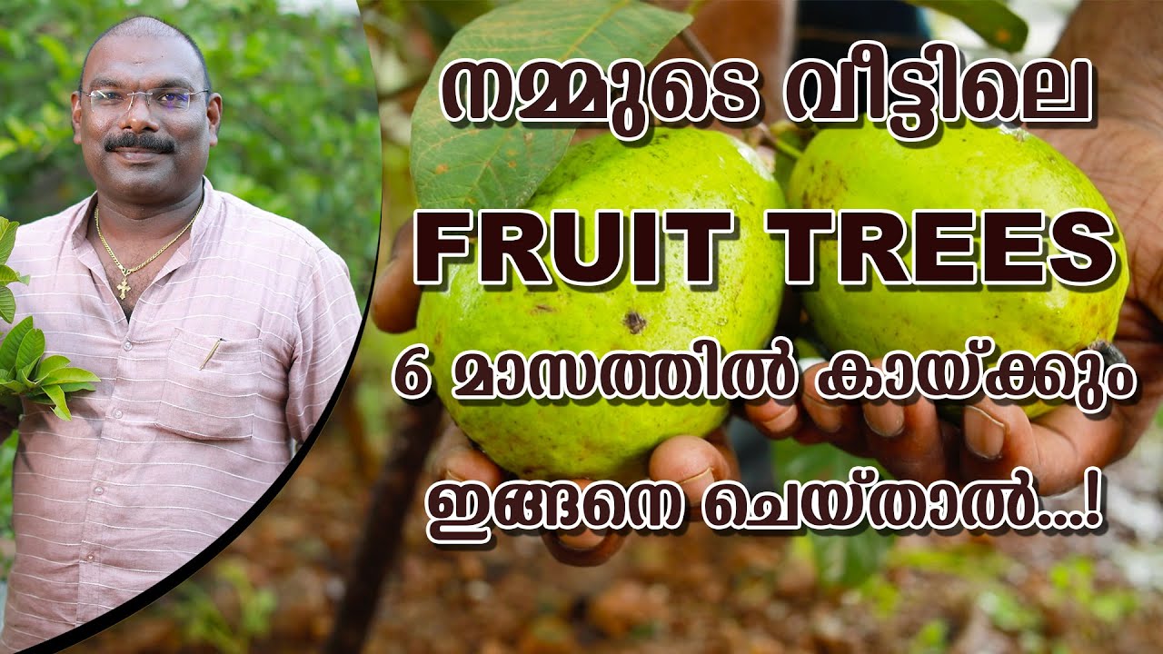 If we do this, the fruit tree in our house will bear fruit in 6 months |ഫലവൃക്ഷം 6മാസത്തിൽ കായ്ക്കും