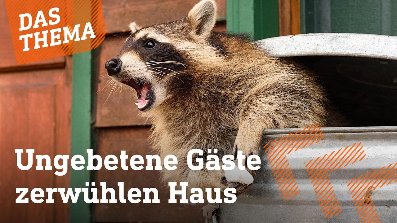Waschbärenplage in Frankfurt angekommen | hessenschau DAS THEMA