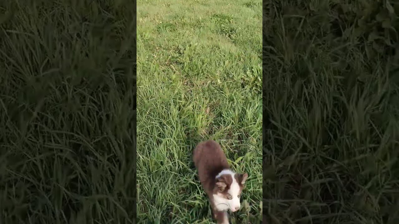 Щенок миниаусси. Предлагается