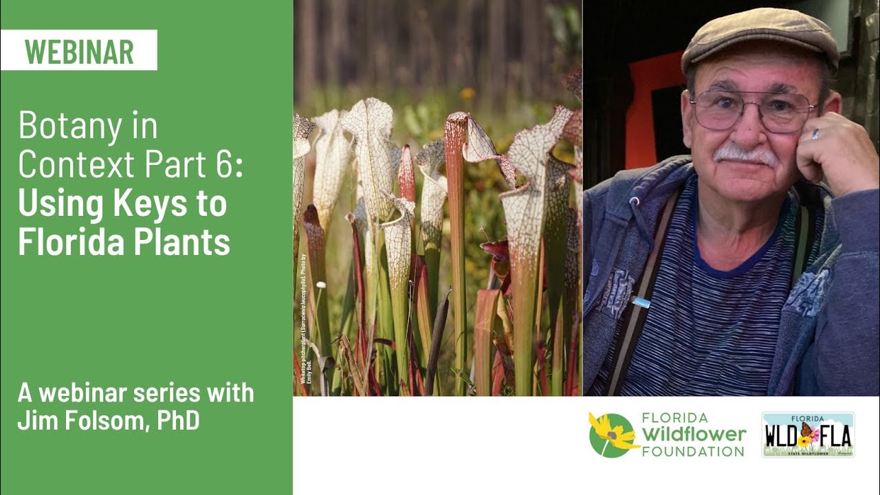 Botany in Context Part 6: Using Keys to Florida Plants