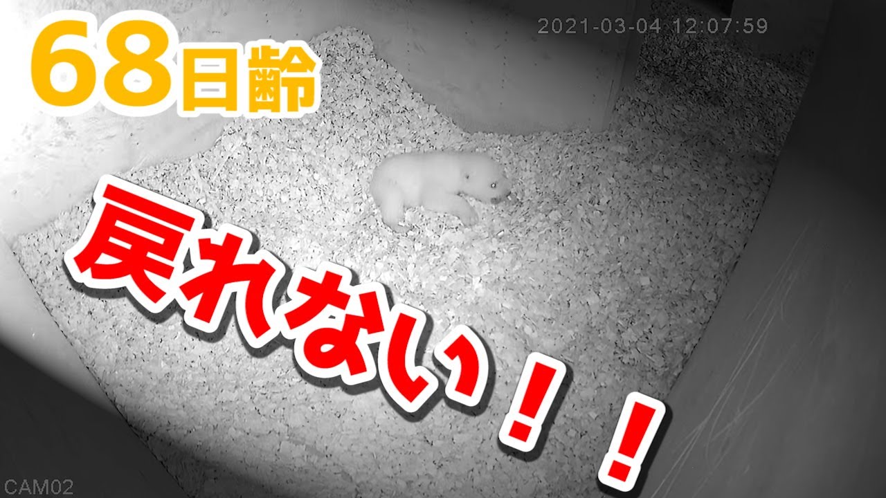 【音量注意】産室の奥の部屋に入ってしまい鳴き叫ぶ赤ちゃん【68日齢】Polar Bear Baby Growth Record(Day 68)