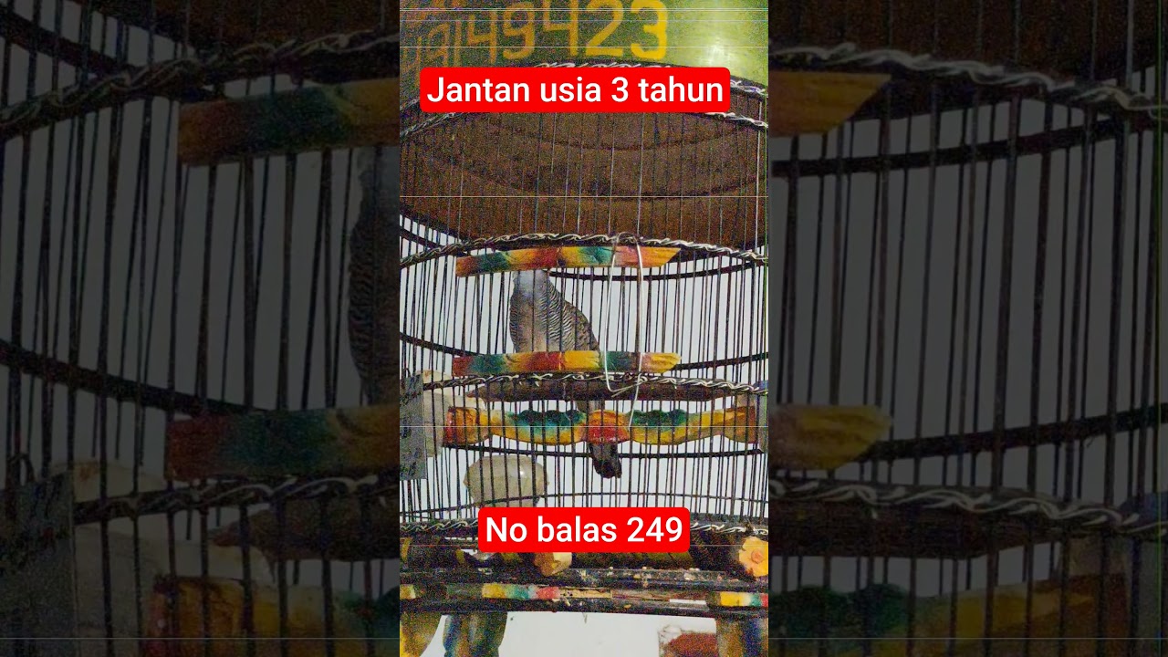 jual burung perkutut bangkok jamin jantan lok jember minat wa