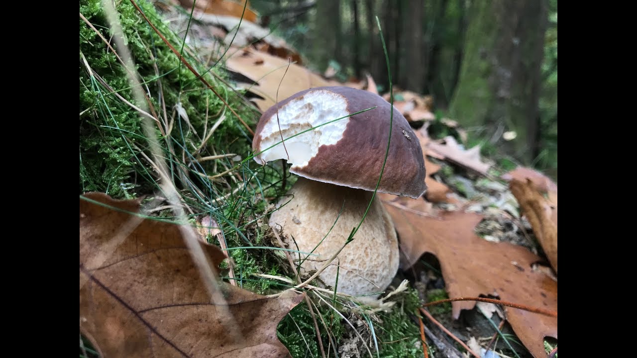 BOLETUS EDULIS FINALES DE OCTUBRE 2018
