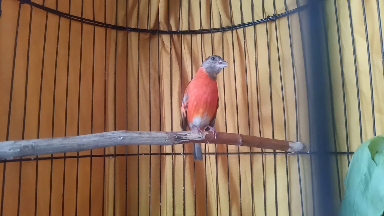 #RS #Spinuscucullata #redsiskin kicau red siskin diluet bikin betina cepat birahi