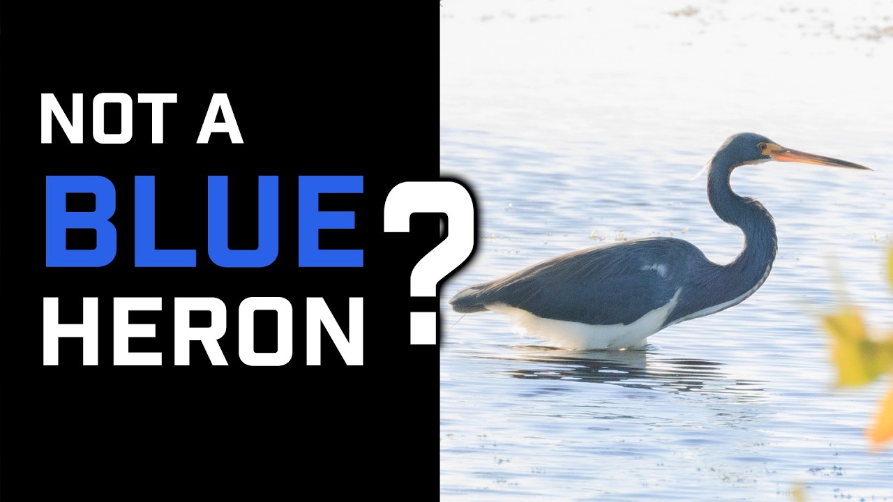 Cool Facts about Louisiana Herons with Human and AI Jane Narration.