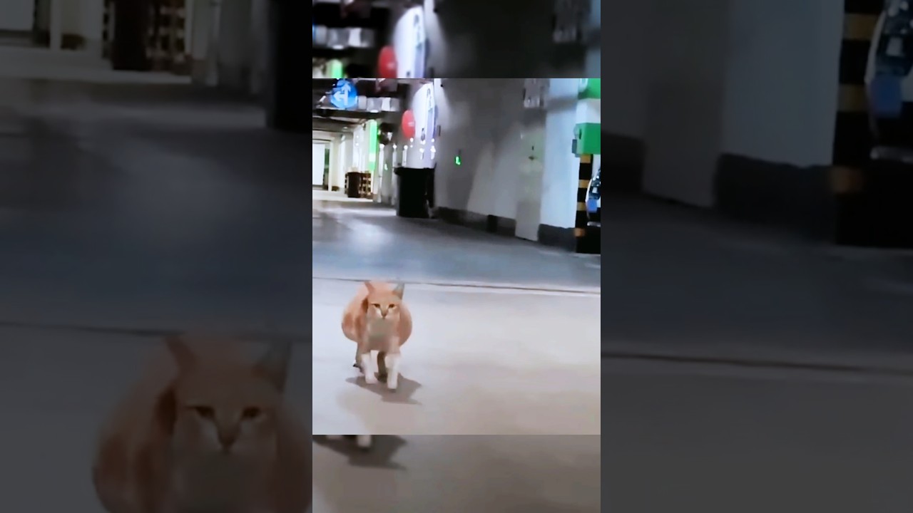 Pregnant stray cat is searching for shelter 😺👻 i give him home #cat #rescue #animals