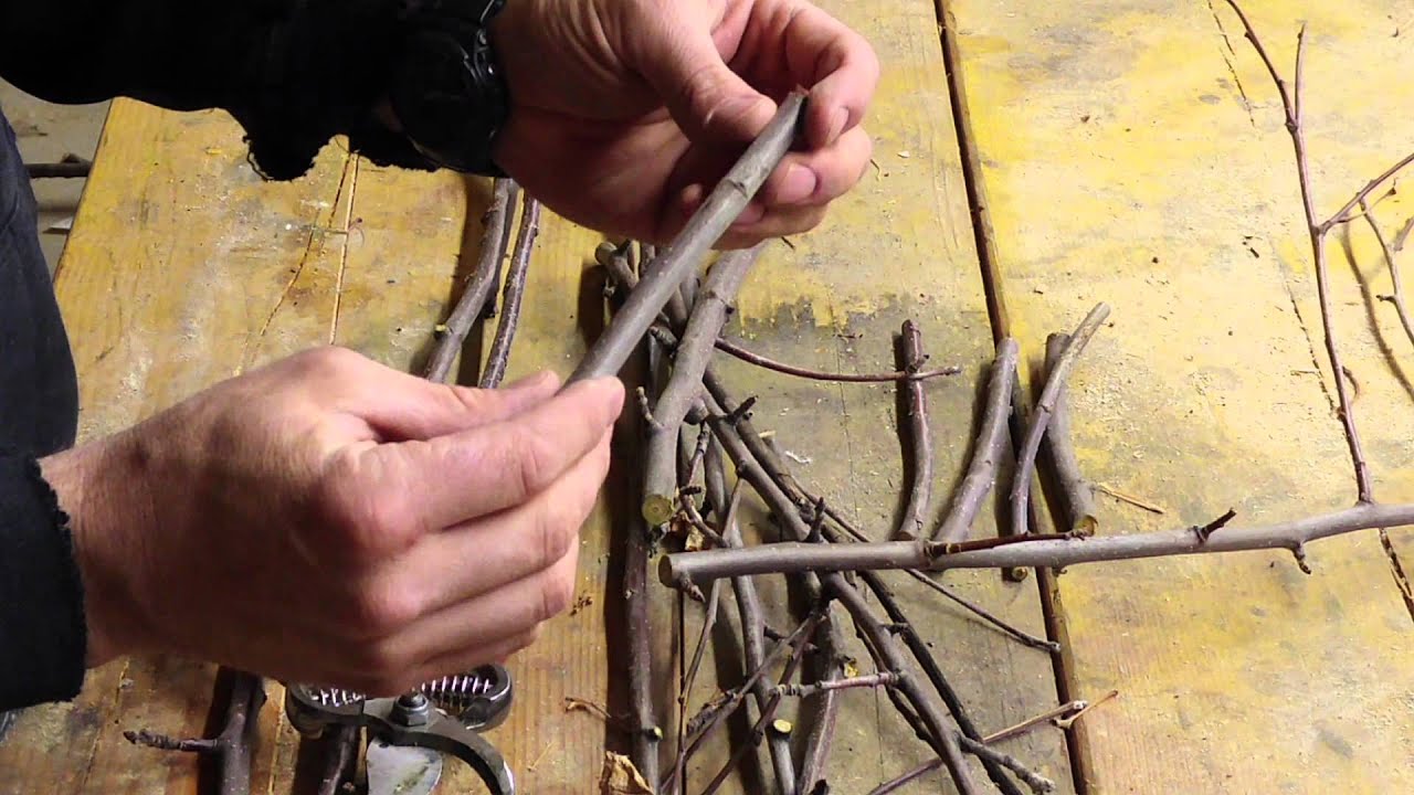 Tree Grafting Part 1 