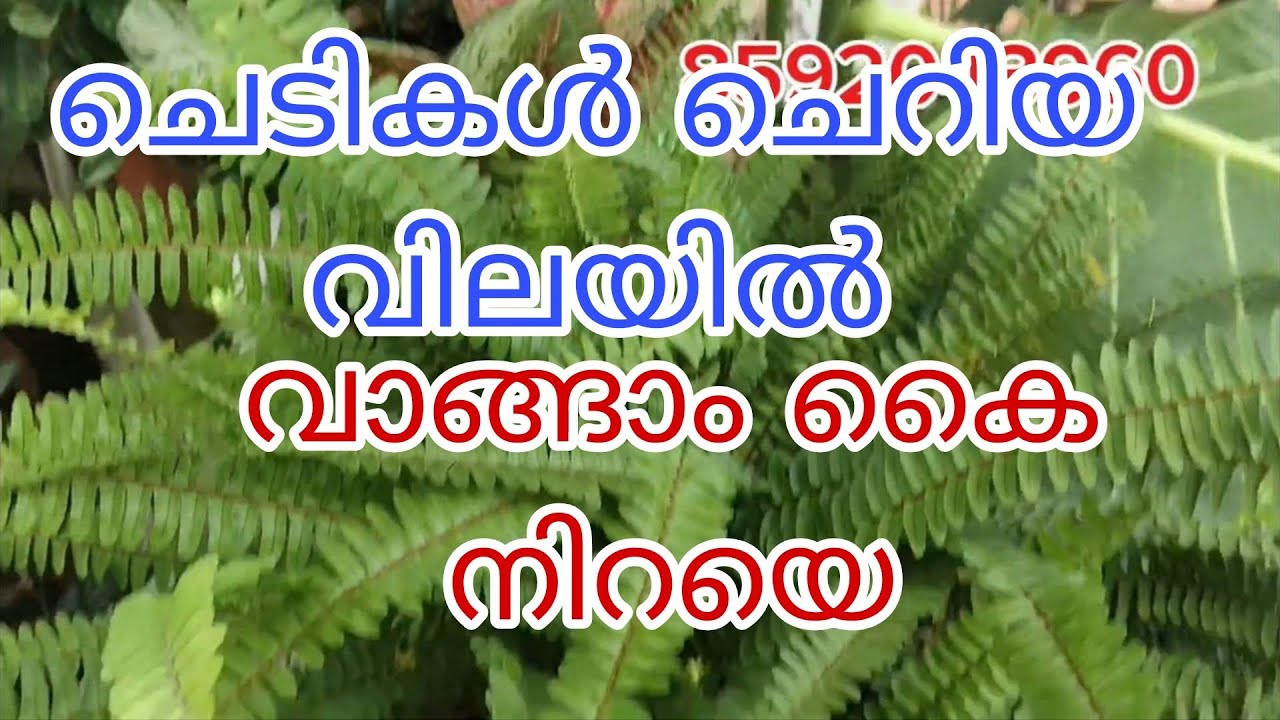 65 വറൈറ്റി ചെടികൾ ചെറിയ വിലയിൽ വാങ്ങാം Tasty world |malayalam sale video 