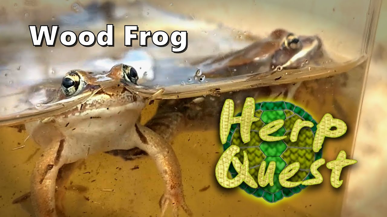Wood Frog - Herp Quest #7 (Herpetology Education)