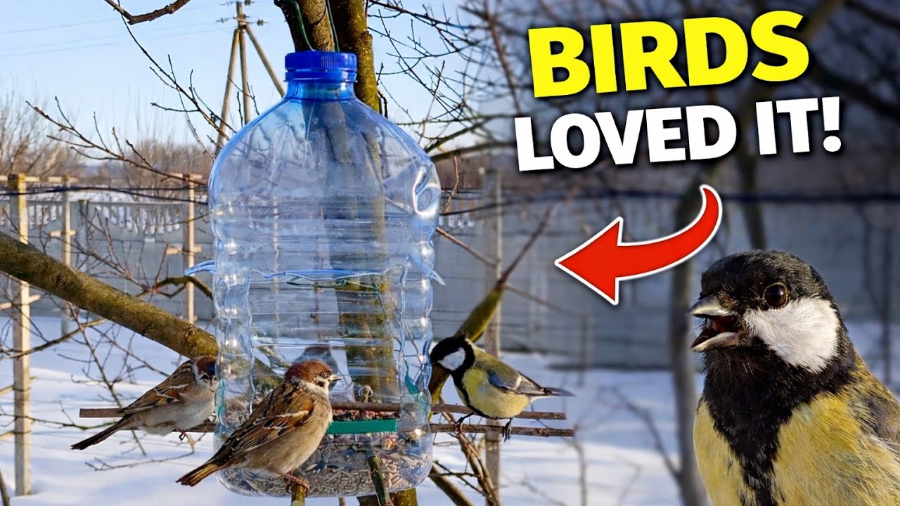 Bird Feeder DIY in 5 Minutes — Winter Birds Came Instantly!