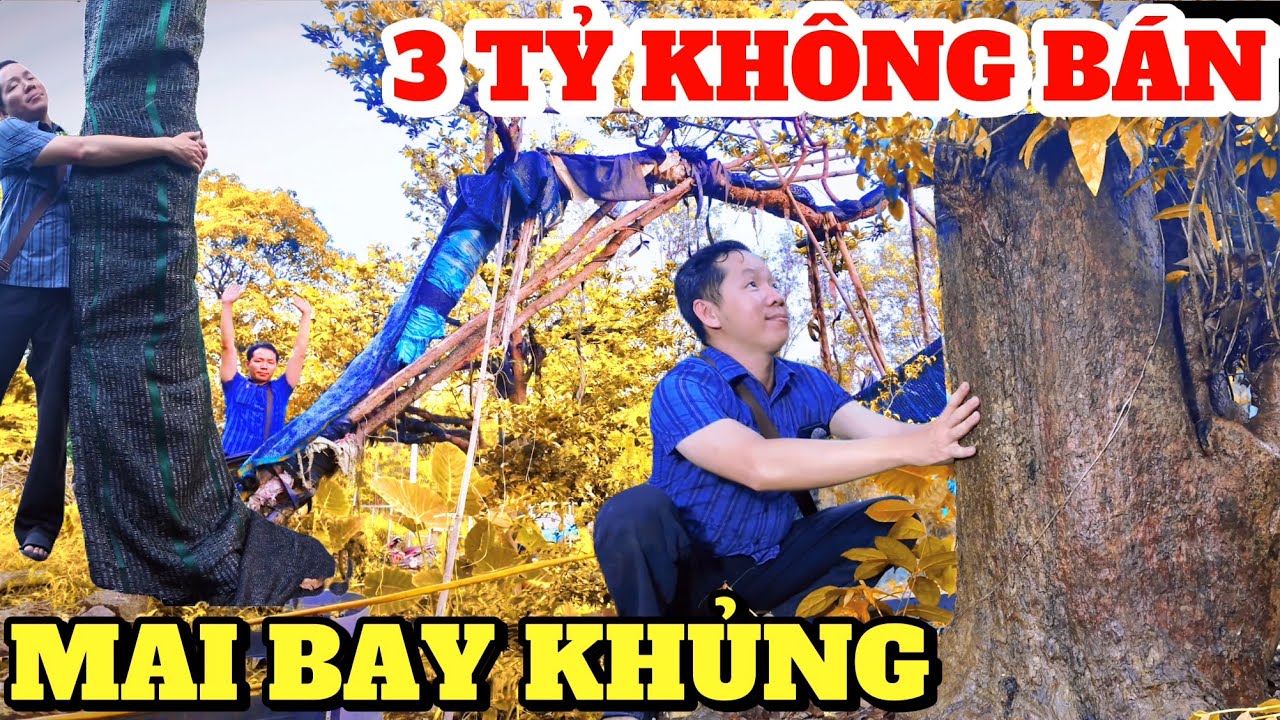 Cây MAI BAY KHỦNG nhất VN tôi từng thấy: 3 TỶ không bán, H120 tàng 12m cần tìm đối thủ..AE nghĩ sao?