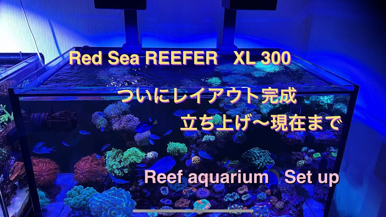 reeftank view 【RedSea】REEFER   XL 300 【マリンアクアリウム】【reeftank】【水槽立ち上げ〜レイアウト完成】【kotakin ch 45】【サンゴ水槽】