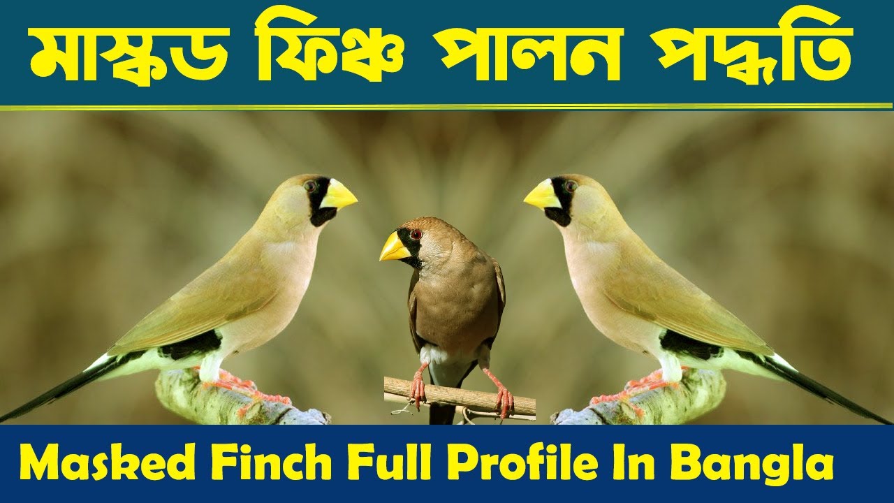 Masked Finch Full Profile - মাস্কড ফিঞ্চ পালন পদ্ধতি
