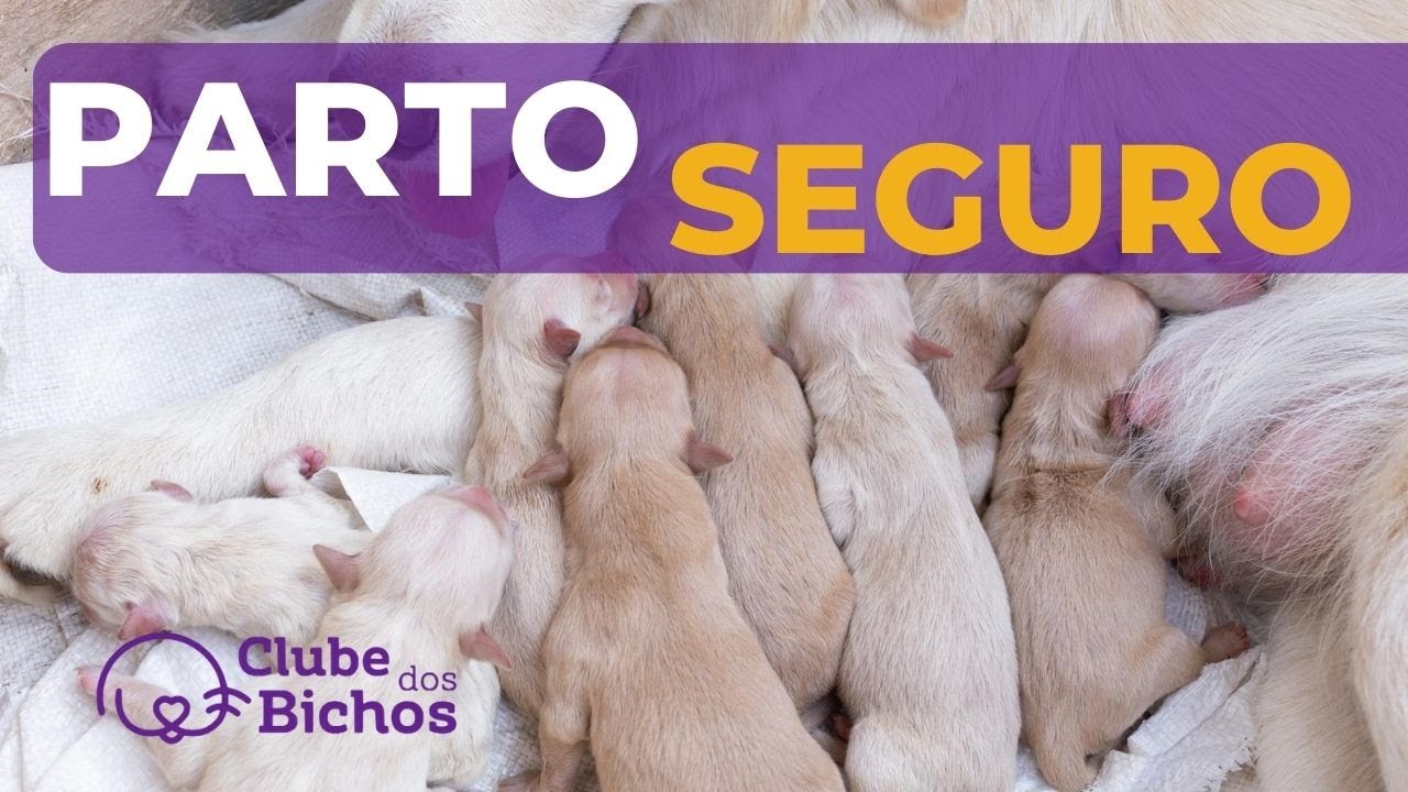 ✅   Como fazer PARTO de cachorro EM CASA