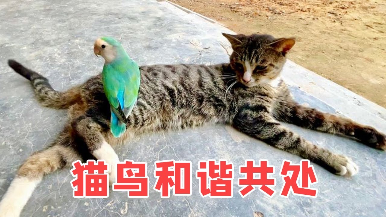 小猫咪竟然能跟小鸟和平相处，还想跟小鸟玩【叁伍萌宠】