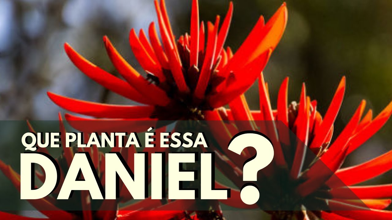 Que planta é essa, Daniel? MULUNGU