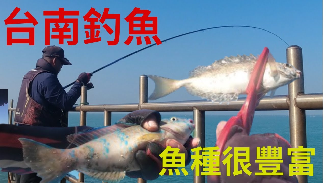 台南釣魚|魚種很豐富|一趟釣獲5種魚 #獨家練餌 #王奇手作浮標 #漁鄉專業釣具 #志成專業磯釣誘餌  #fishing #クロダイ #감성돔 #ตกปลา