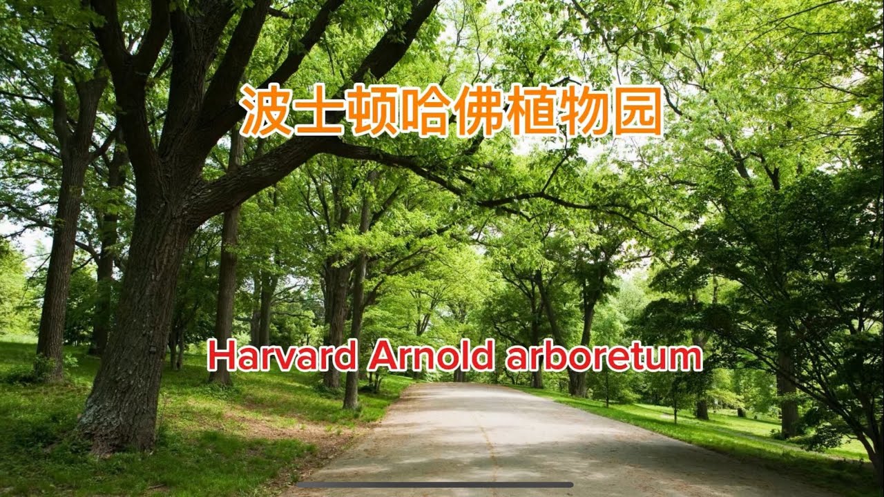 Amazing Arnold arboretum of Harvard university 完全免费的波士顿哈佛大学植物园