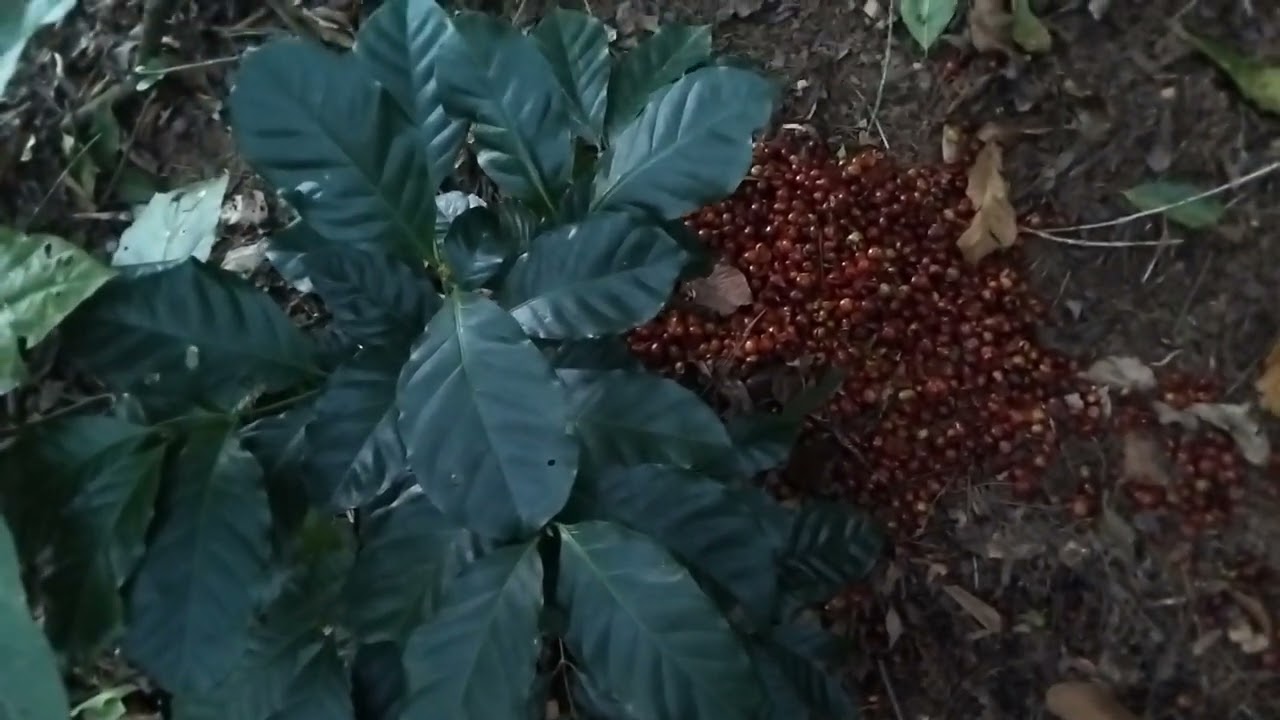 Chrjōbā ,iyá