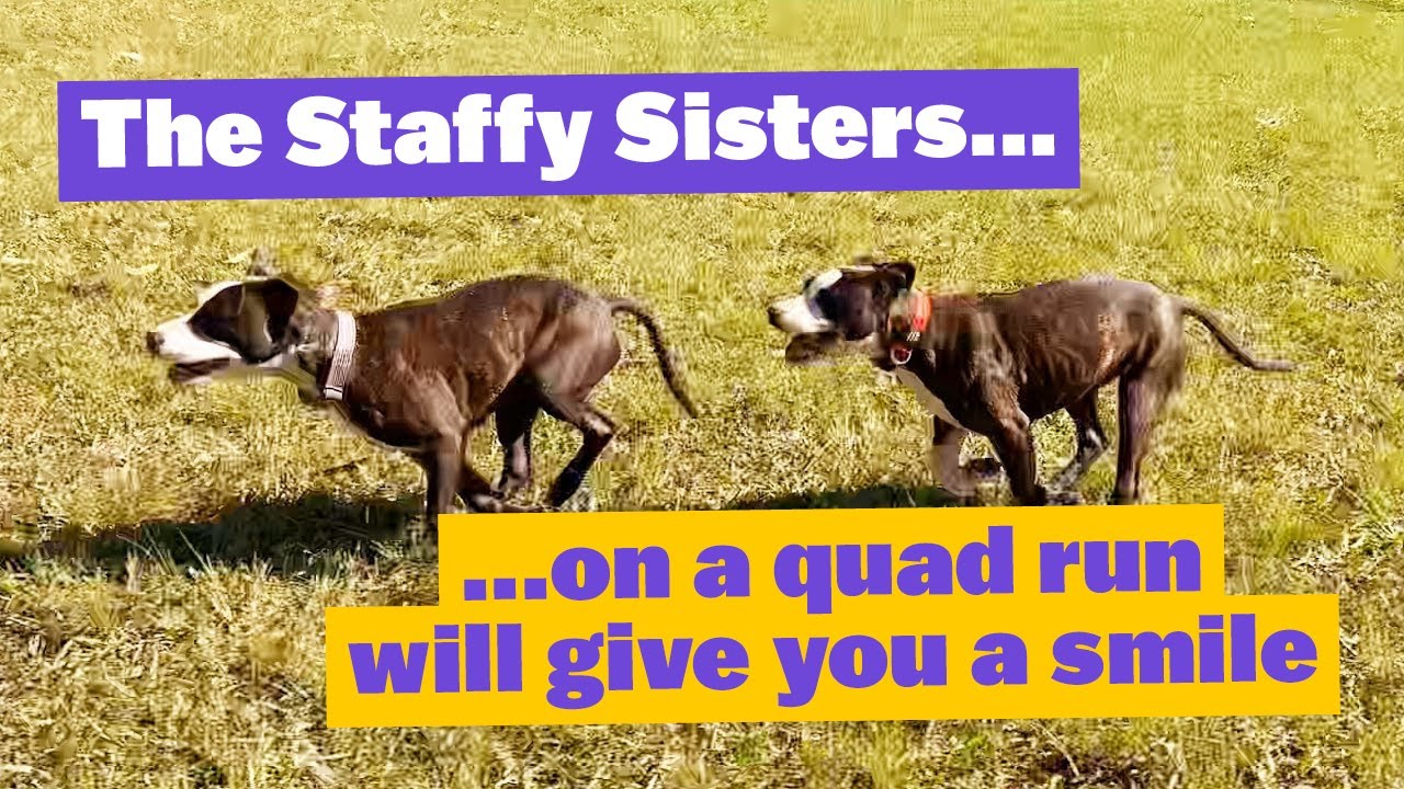 The Staffy Sisters on a Quad Run will give you a Smile