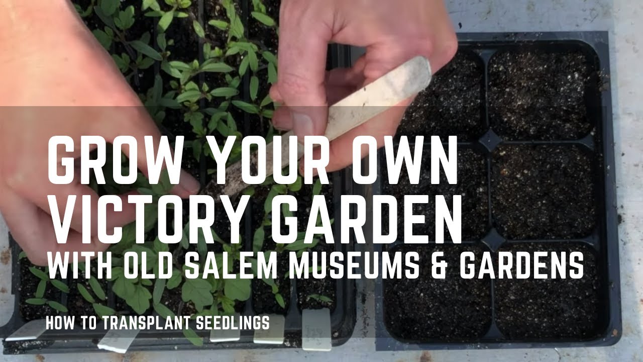 How to Grow Your Own Victory Garden: Transplanting Seedlings