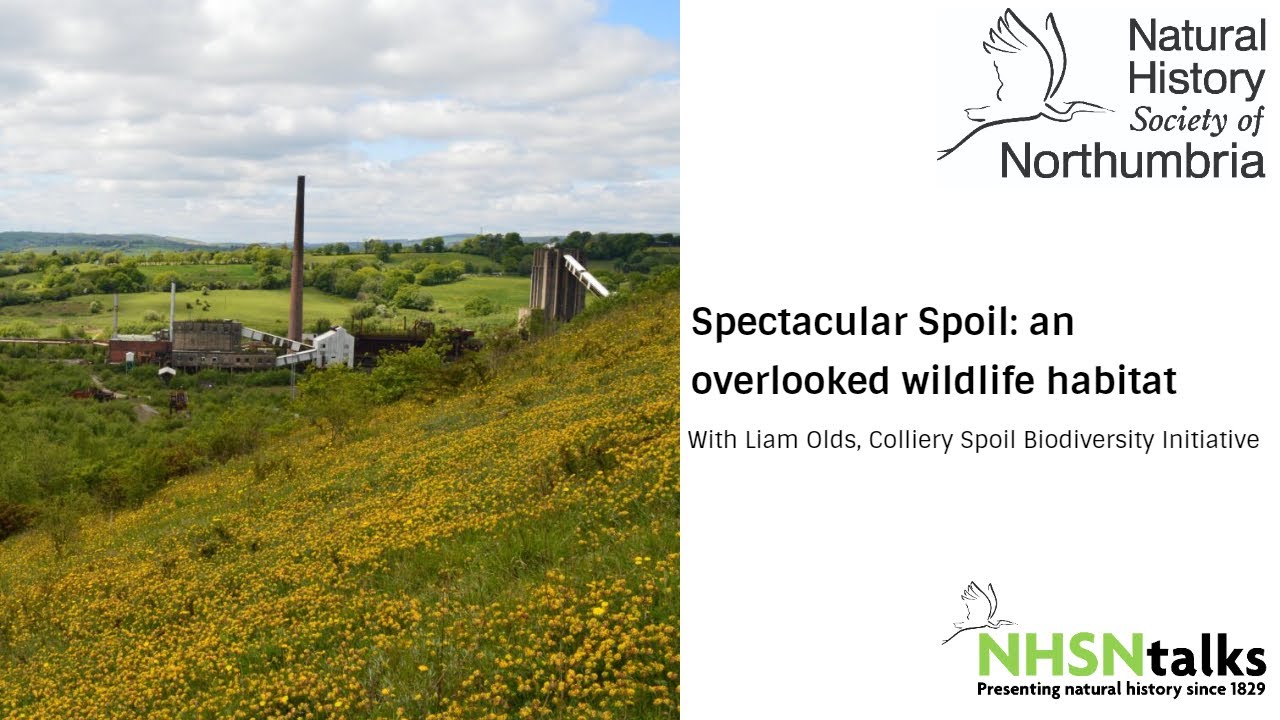 Spectacular Spoil: an Overlooked Wildlife Habitat