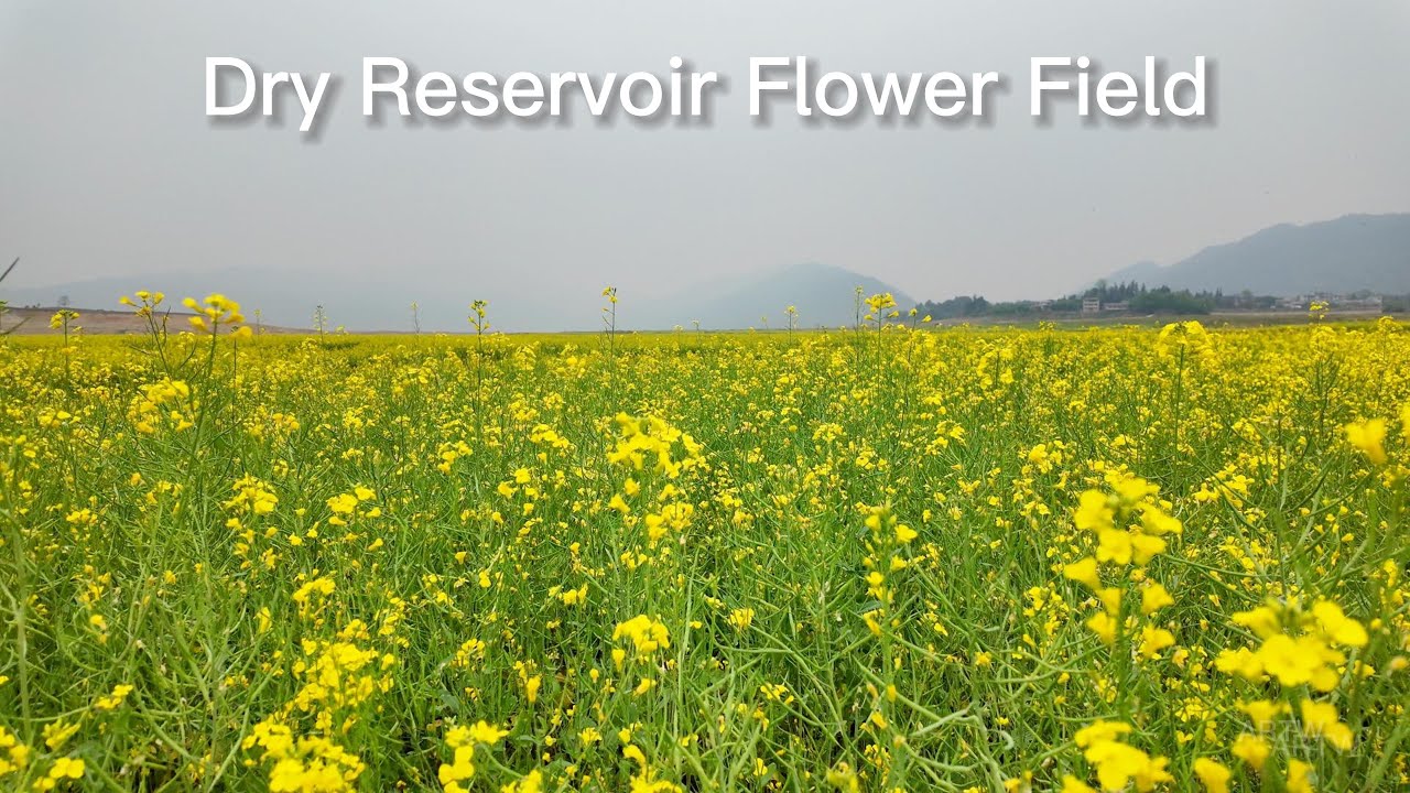 Real China | Rapeseed Flowers on the Dry Reservoir Bed 🌼 Qingshitang | Full Again | 4K