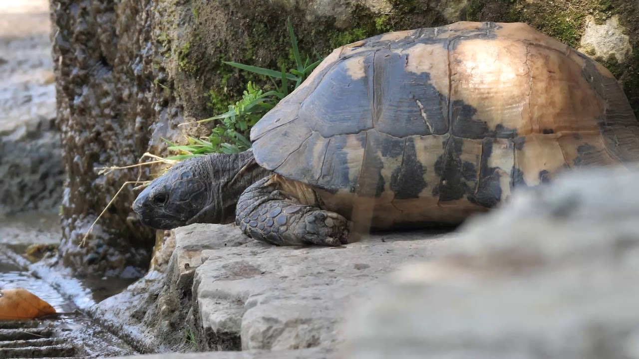 Tartaruga marginata (Testudo marginata)
