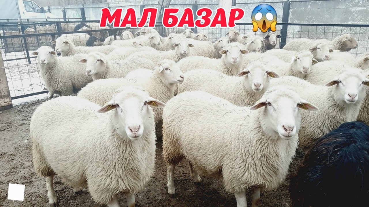 МАЛ БАЗАРЫ, ҚОЙ, ҚОШҚАР, ТОҚТЫ, ЕШКІ, БАҒАЛАРЫ.