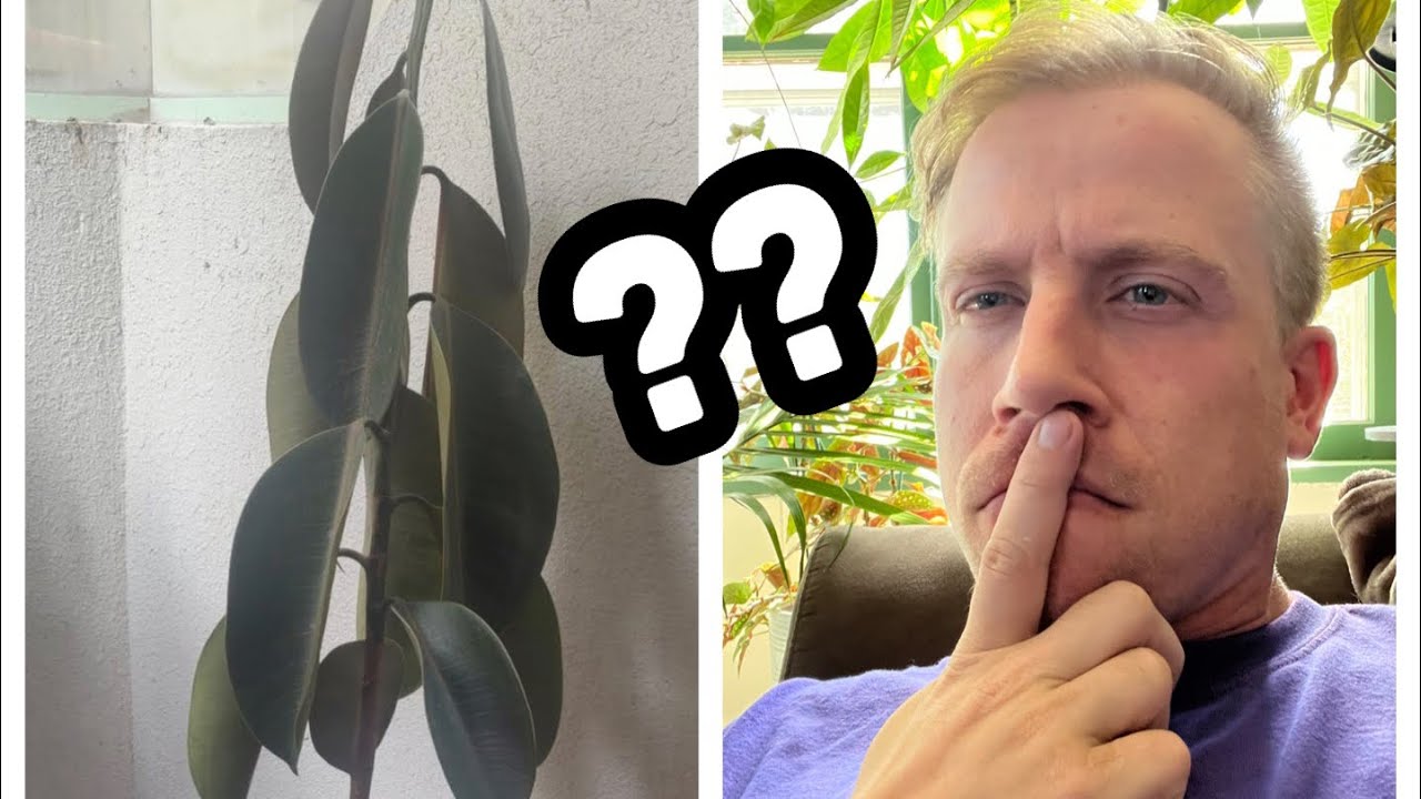 Why Your Rubber Tree Leaves are Drooping