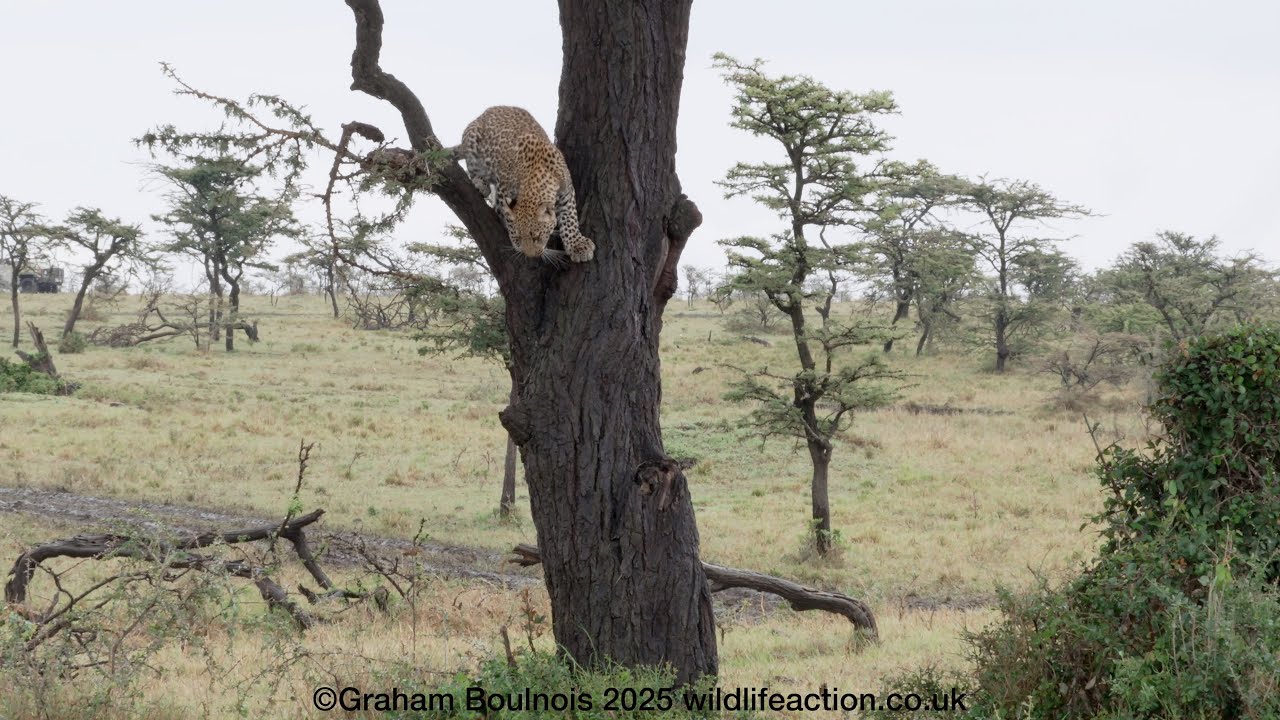 Leopard and her cub come down from the tree