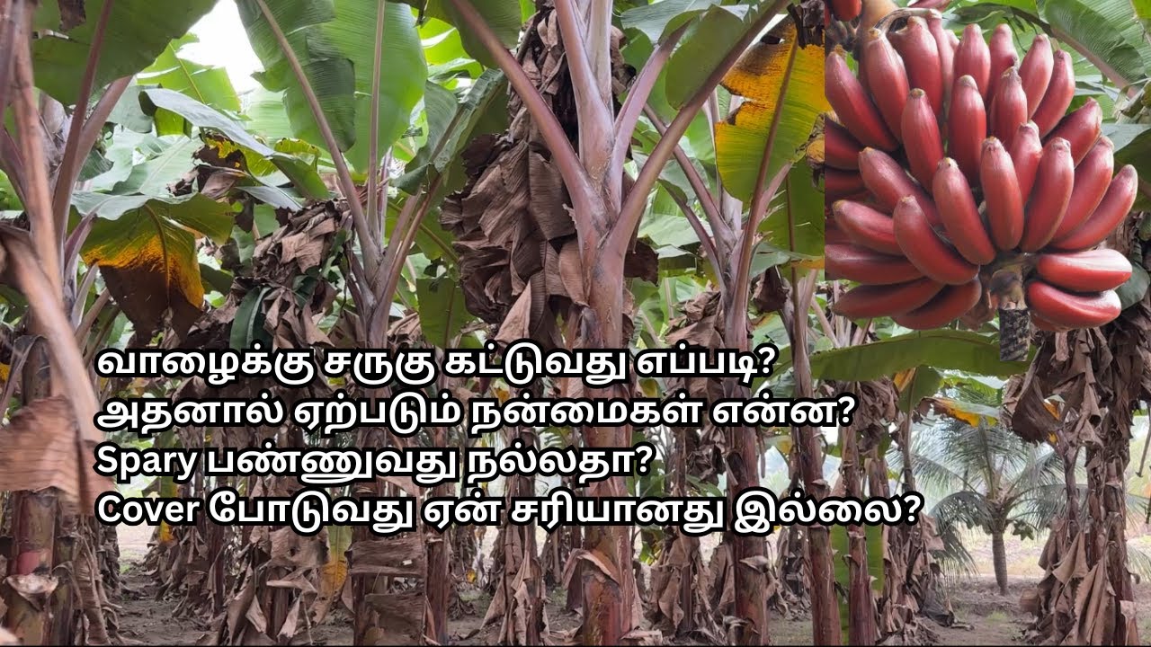 How to Mulch Banana Plants using Dry Leaves? (Simple Method) | வாழைக்கு சருகு கட்டுவது எப்படி?
