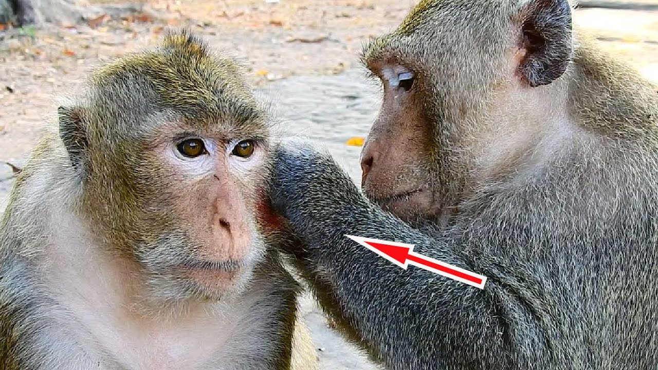 Feeling So Comfort Big Thara Female Monkey Wildlife Got Best Grooming From Big Male Samsoun Monkey