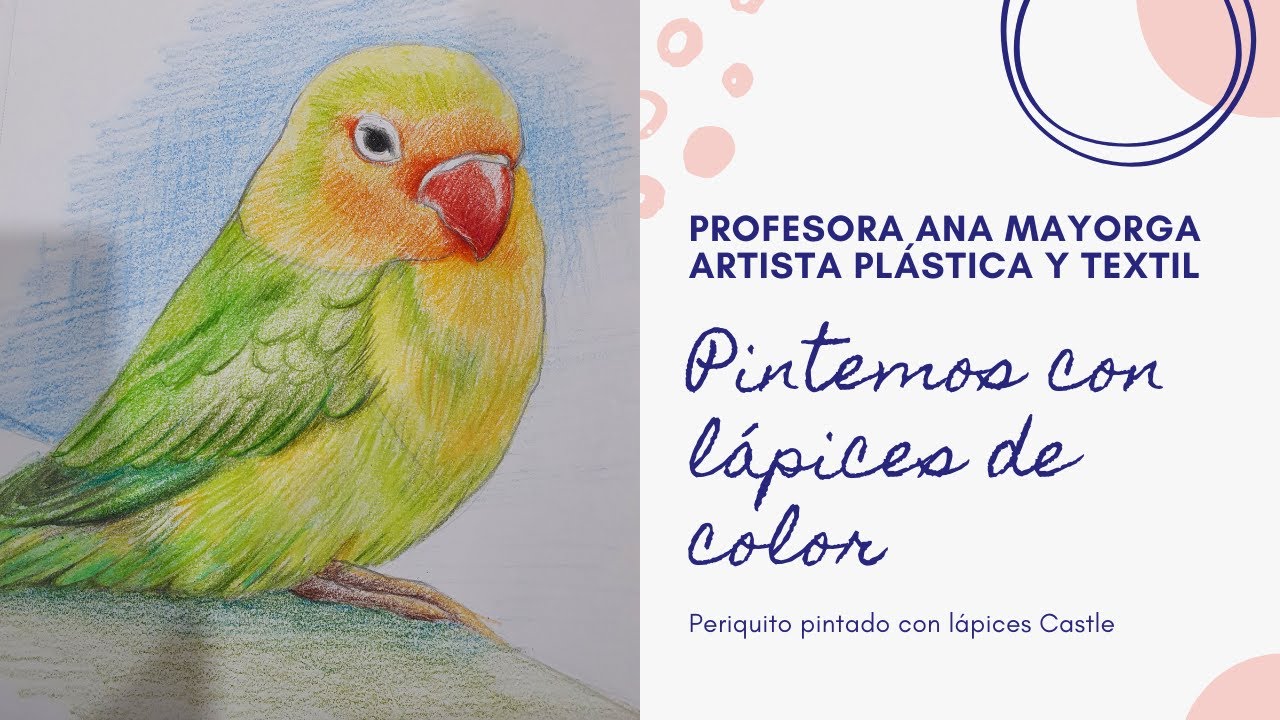 Pintando un periquito con lápices de color marca Castle #lapicesdecolor #arte #artesplasticas