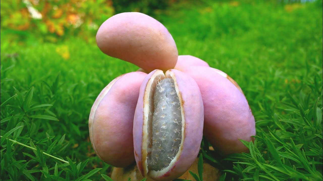 Akebia Exote aus eigenen Garten einzigartig. Japan  Maulbeere, Kakis, in Planung.