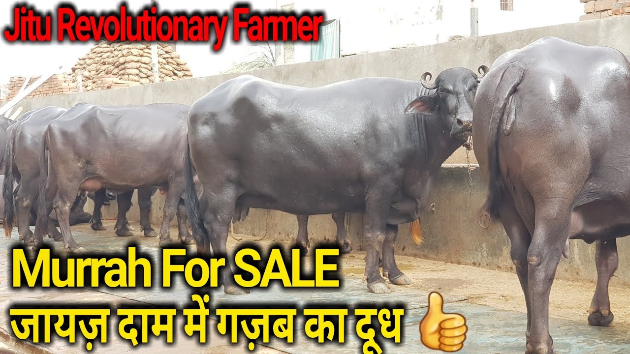 👍Price 70,000- 1.20 Lakh Rs.👍Murrah Buffaloes Available for Buyers @Hisar.Himat Sir
(9813117054)👍