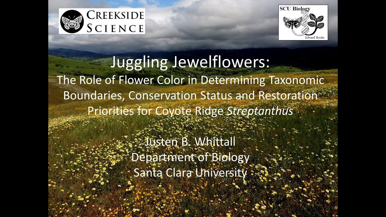Juggling jewelflowers