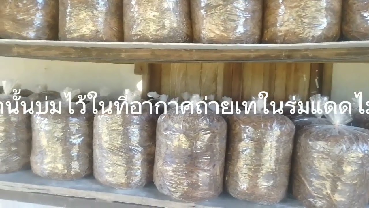 ทุกข้ันตอนเพาะเห็ดจากฟางข้าวแบบละเอียดที่สุดดูแล้วทำได้แน่นอน