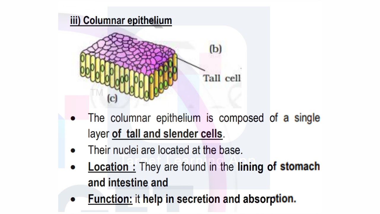 Zoology important topics | Please Just go through these topics #biologyexam #targetlearningapp