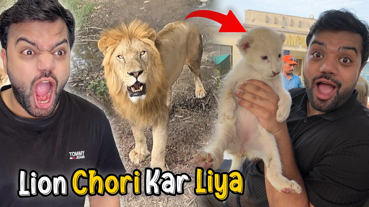 Lion Ka Baccha Chori Kar Liya 😱 | Sher Ko Gussa Aageya 😡 | Adventure In A Jungle 🔥