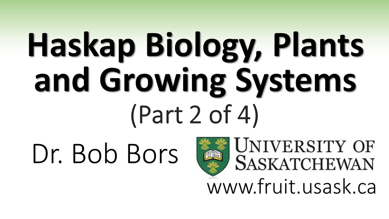 Haskap Biology, Plants and Growing Systems (Part 2 of 4)