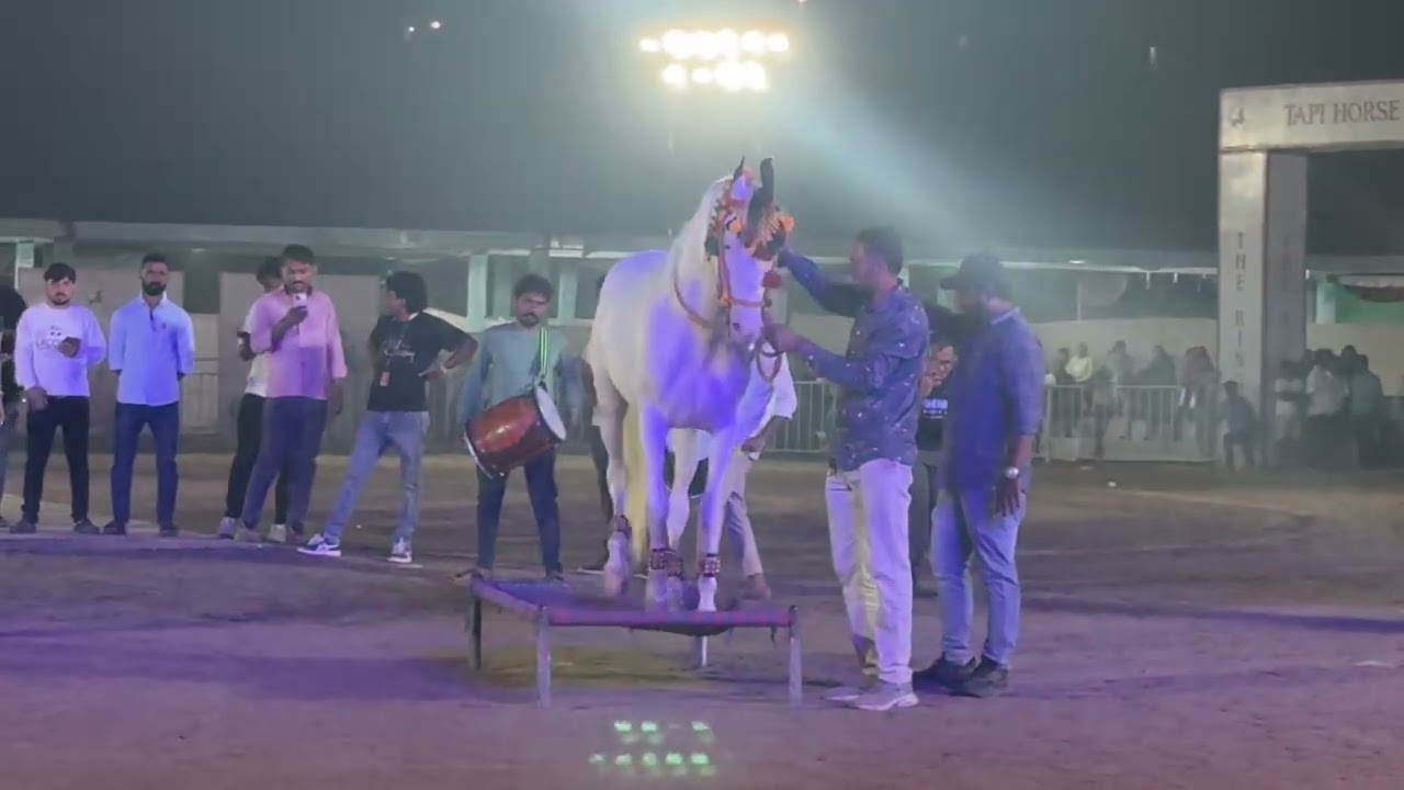 Horse dance video - Surat Horse Show 2026
