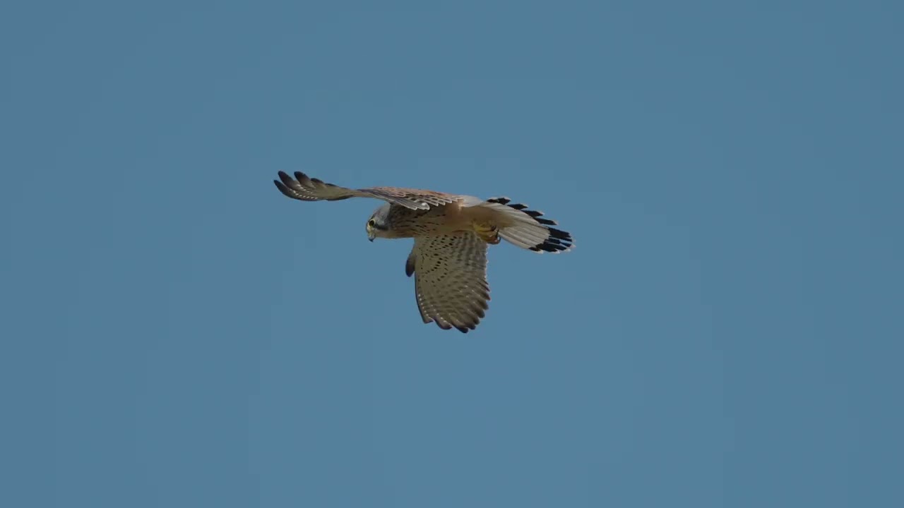 a1II & Sigma 300-600 F4
