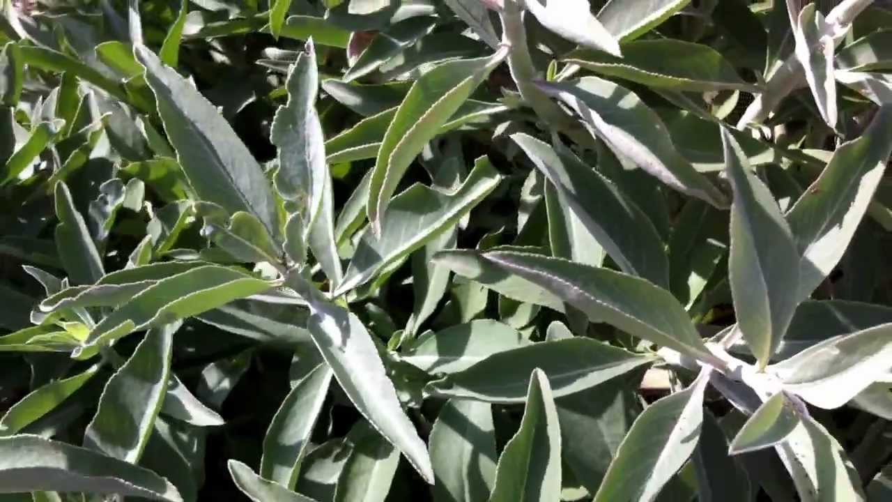 CALIFORNIA SAGE, HERB
