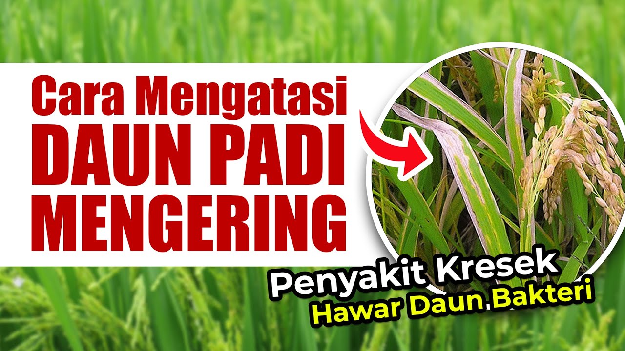 CARA MENGATASI PENYAKIT HAWAR DAUN BAKTERI / KRESEK PADA TANAMAN PADI.