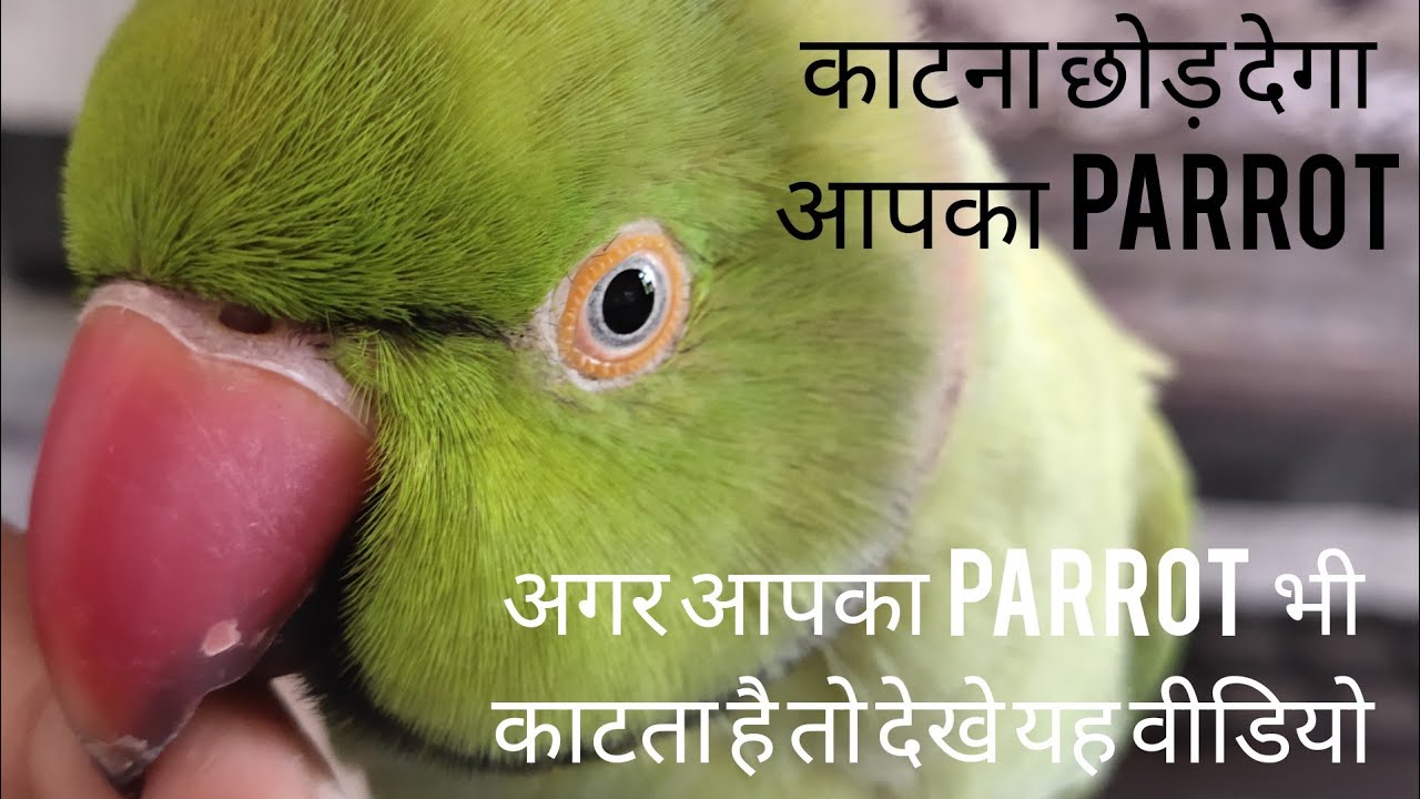 Parrots की काटने की आदत कैसे छुडाए, Teach your parrot not to bite, Parrot bite करता है तो क्या करे