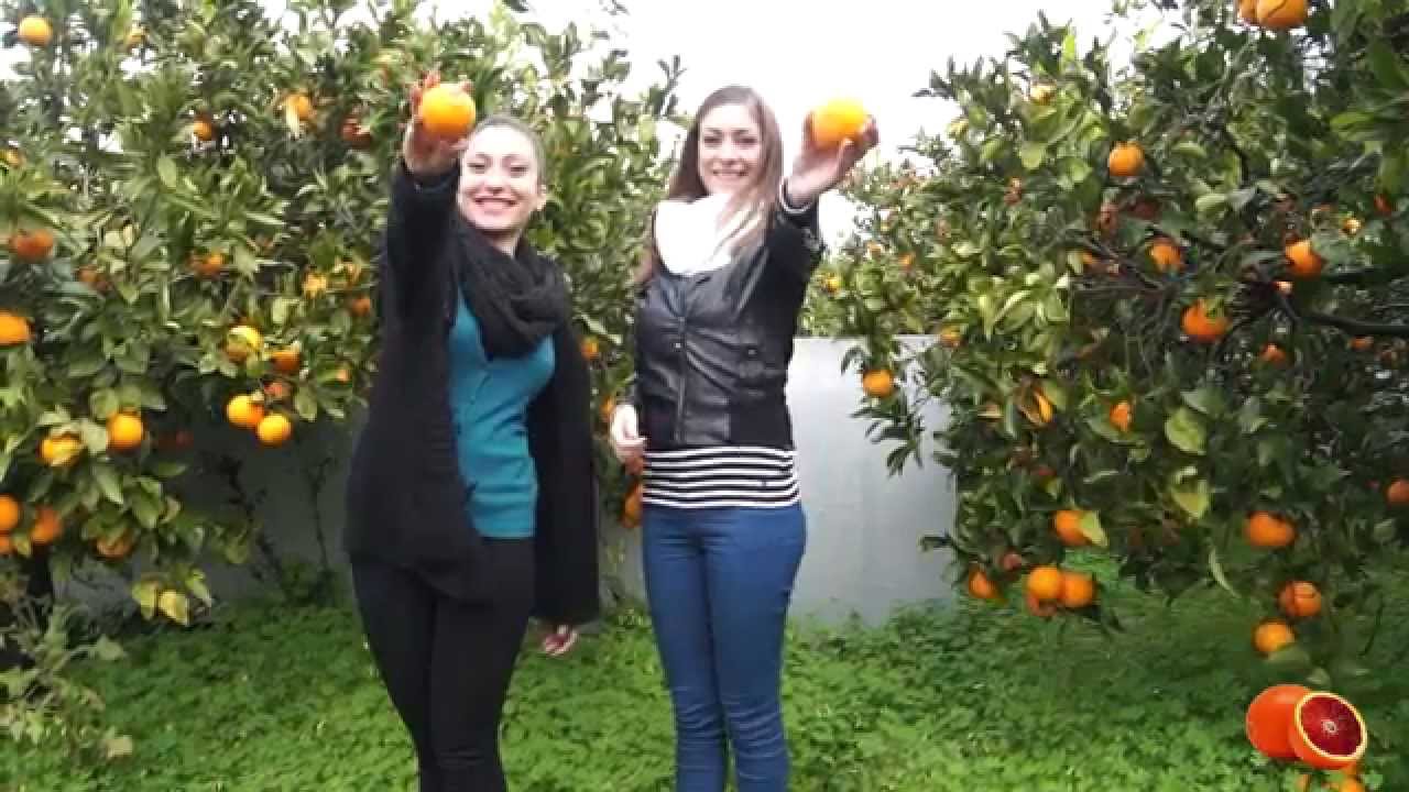 Cortometraggio sulle Arance di Palagonia (Original_Video Studiorecording)