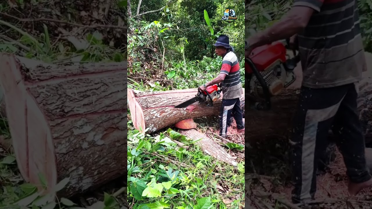 How Experts Cut Trees in a Perfect Direction 🌲