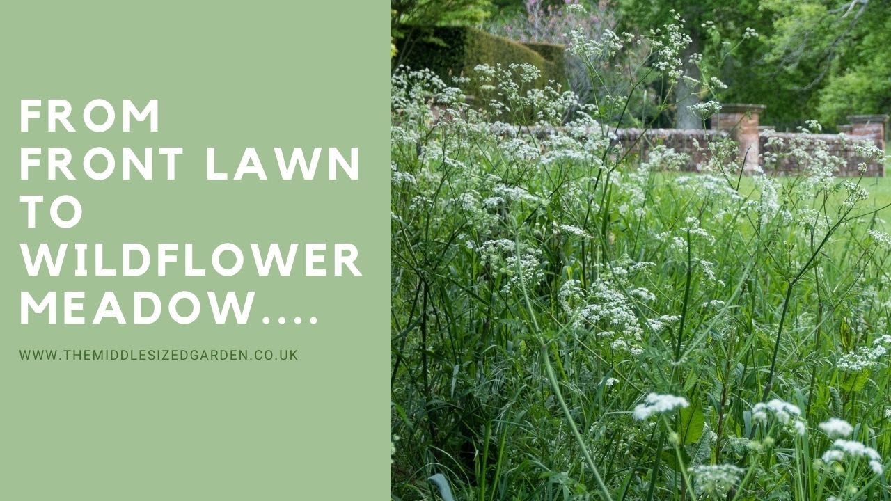 Top meadow lawn mistakes and problems  + mini meadow lawn update