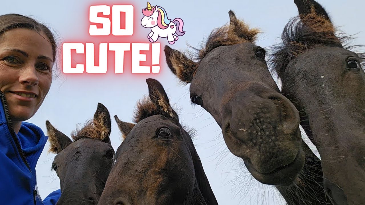Rising Star⭐ is sleeping | Wash horses and houses | Visit the foals at Stal G. 🥰 | Friesian Horses